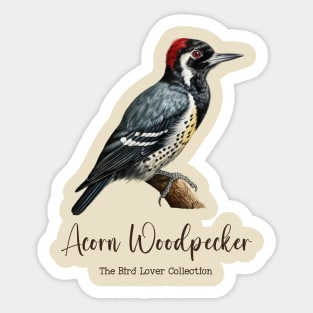 Acorn Woodpecker - The Bird Lover Collection Sticker